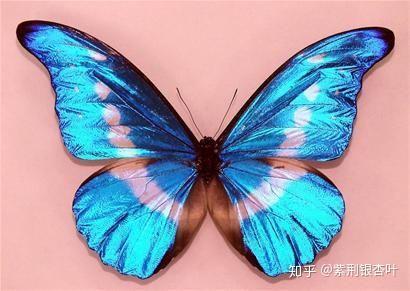 蝴蝶国产精品,国产精品，绽放东方之美